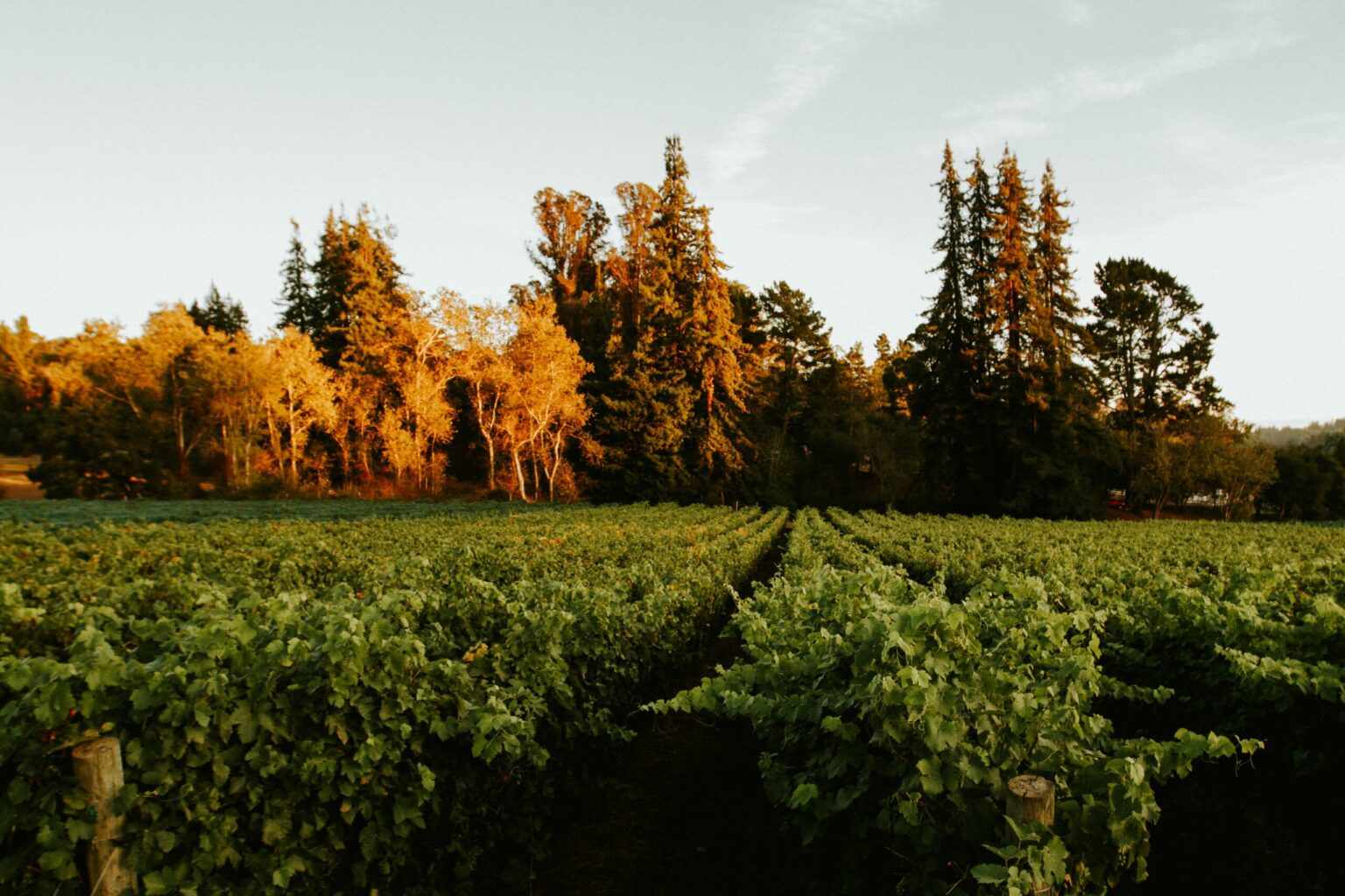 The vineyard at Lester Estate Wines